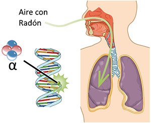 Radón entra en pulmones